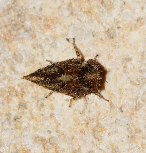 Réf. 266 204 : Stictocephala bisonia